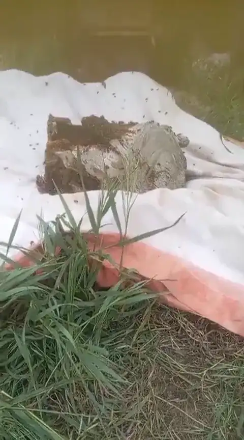 Honeybees on exposed honeycomb during a Bee Bandits relocation
