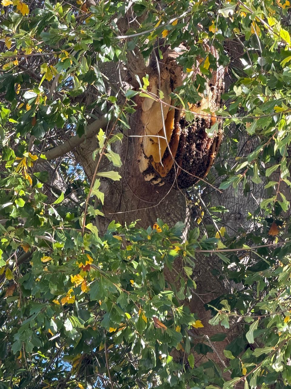 An established bee hive in a difficult-to-reach spot