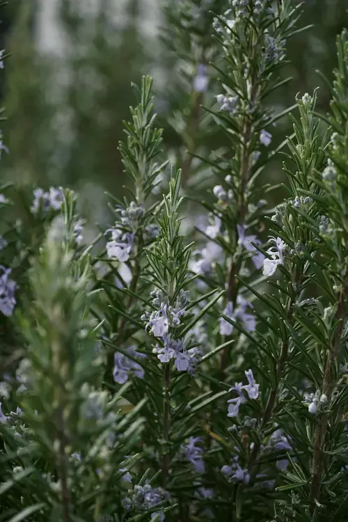 Rosemary plant with purple flowers for bee-friendly gardens