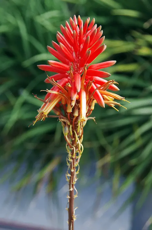 Aloe ferox in flower for winter bee forage