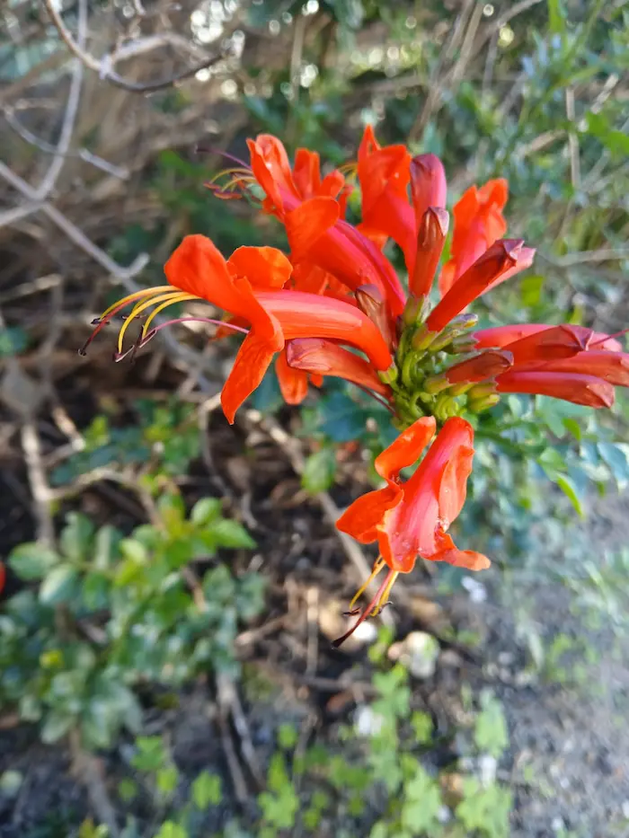Cape honeysuckle with vivid orange flowers