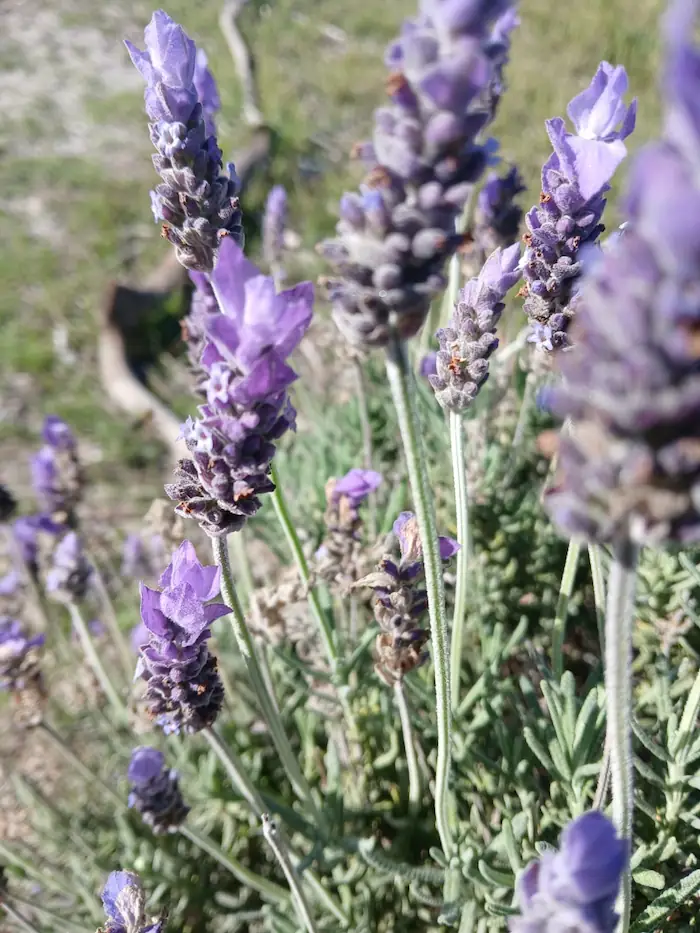 Lavender flowers growing in a bee-friendly garden bed