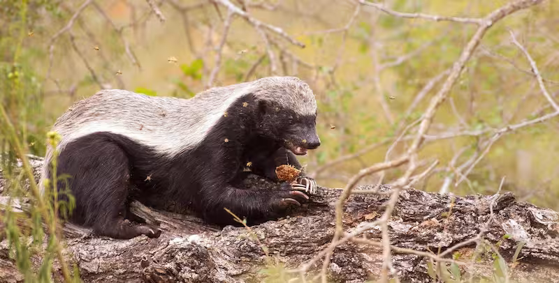 A honey badger in the African bush