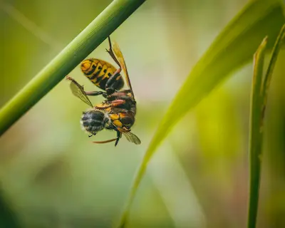 A wasp attacking a honeybee